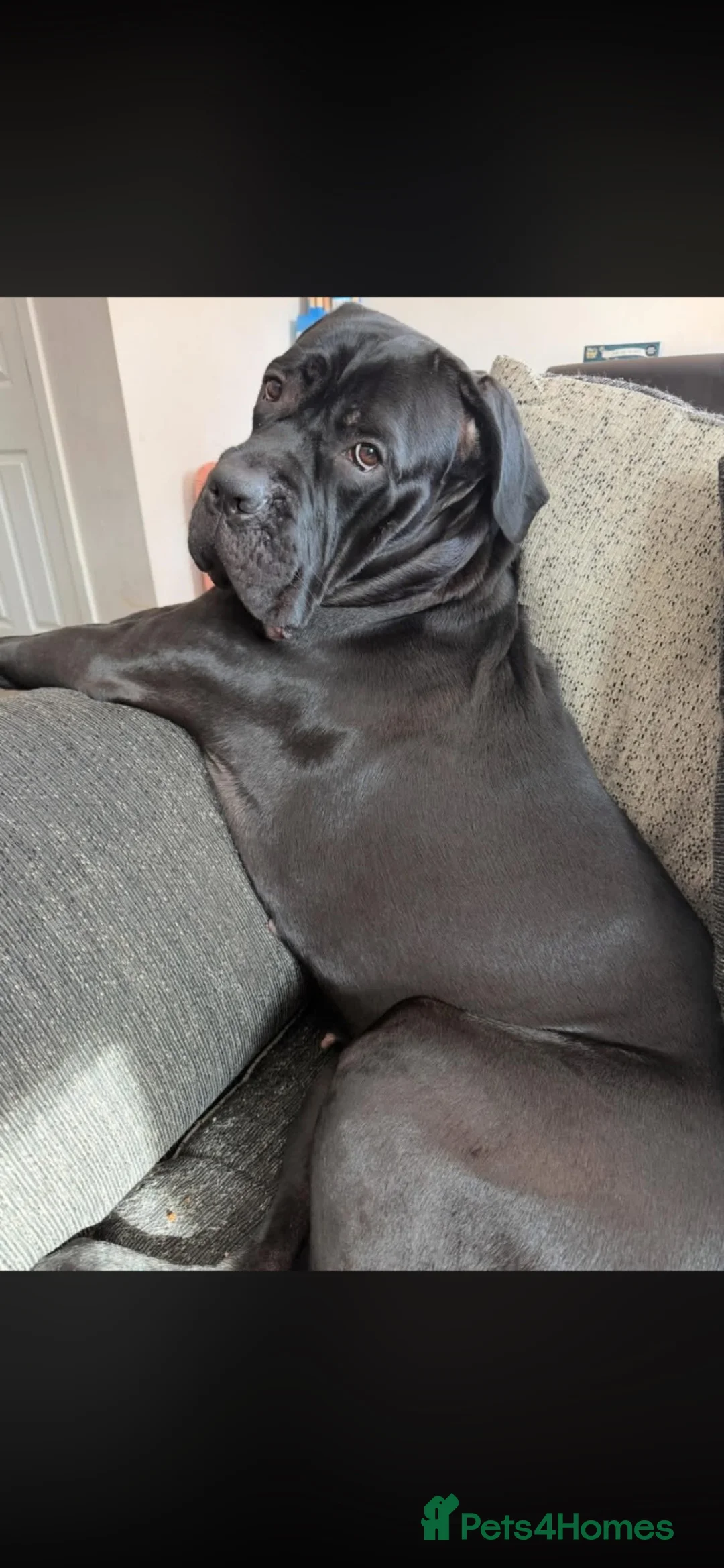 Cane Corso dogs for sale: 3 year old cane corso in Bristol - Advert 1