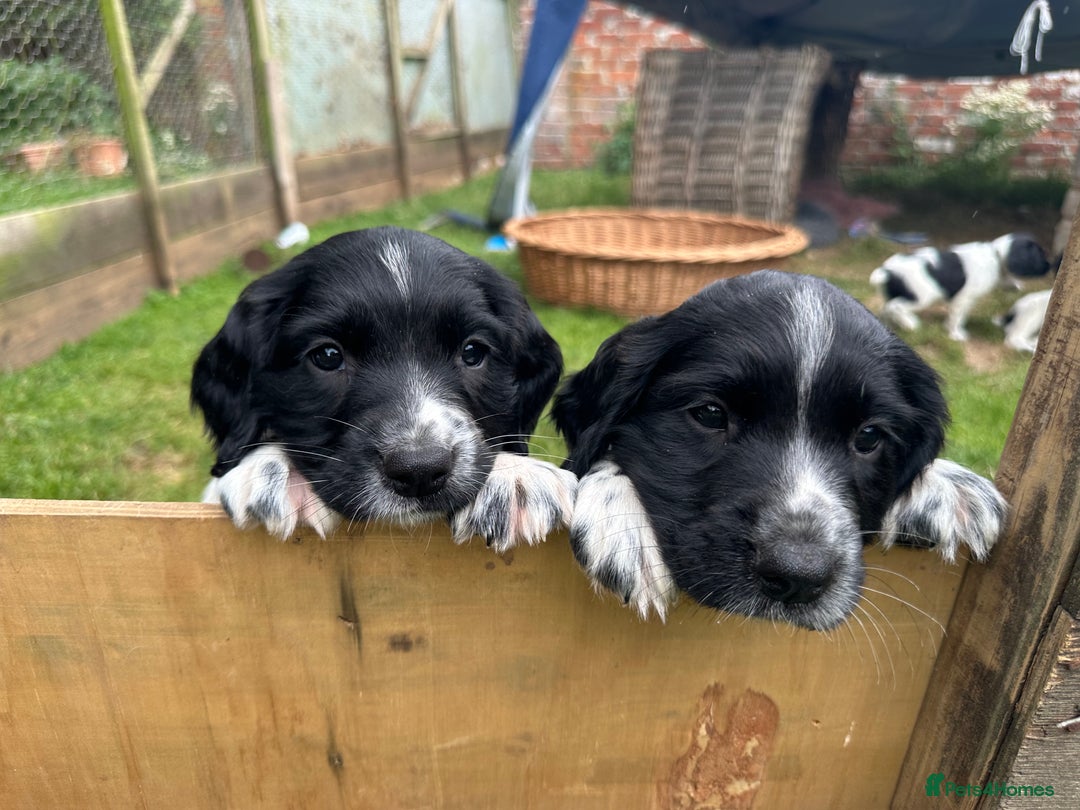 English Springer Spaniel dogs for sale: English Springer Spaniel Puppies for Sale - Image 5