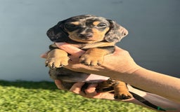 Miniature Dachshund dogs for sale:  litter of miniature dachshunds (smoothhair) - Image 1