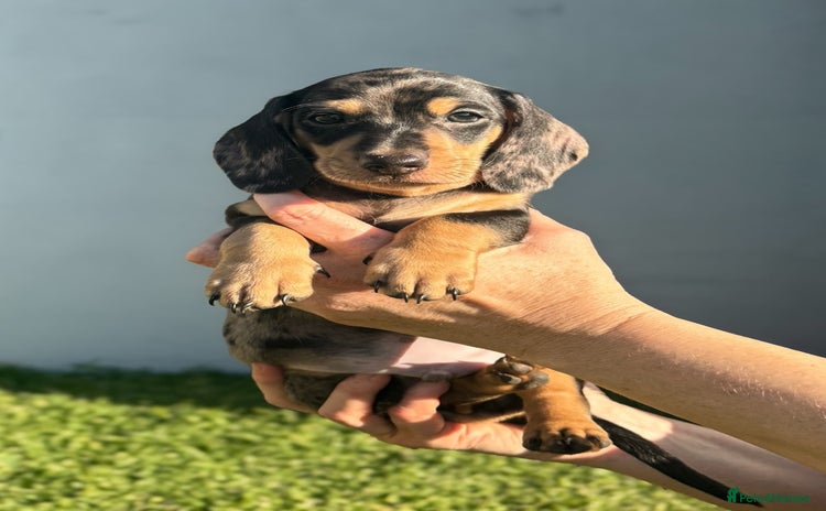 Miniature Dachshund dogs for sale - Advert 1