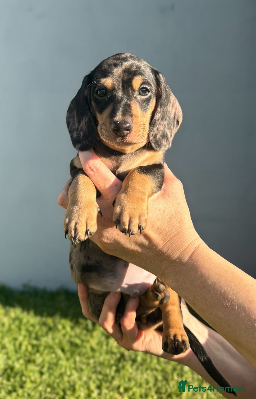 Miniature Dachshund dogs for sale:  litter of miniature dachshunds (smoothhair) - Image 1