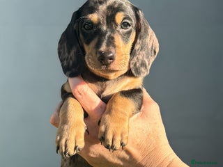 Miniature Dachshund dogs - Advert 12