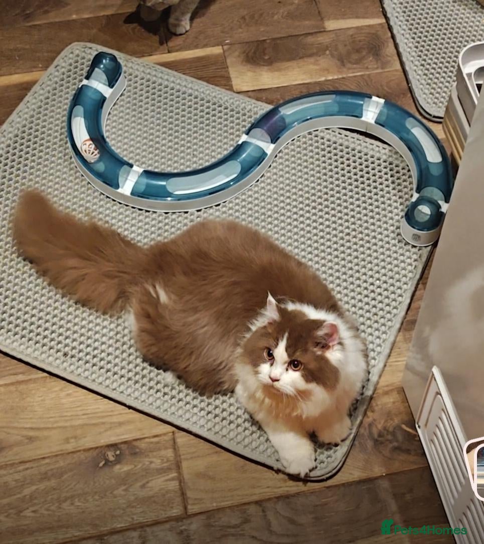 British Longhair cats Tica registered cinnamon bi colour  - Advert 1