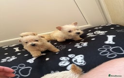 West Highland Terrier dogs for sale: DNA health tested Westie-poos  - Image 12