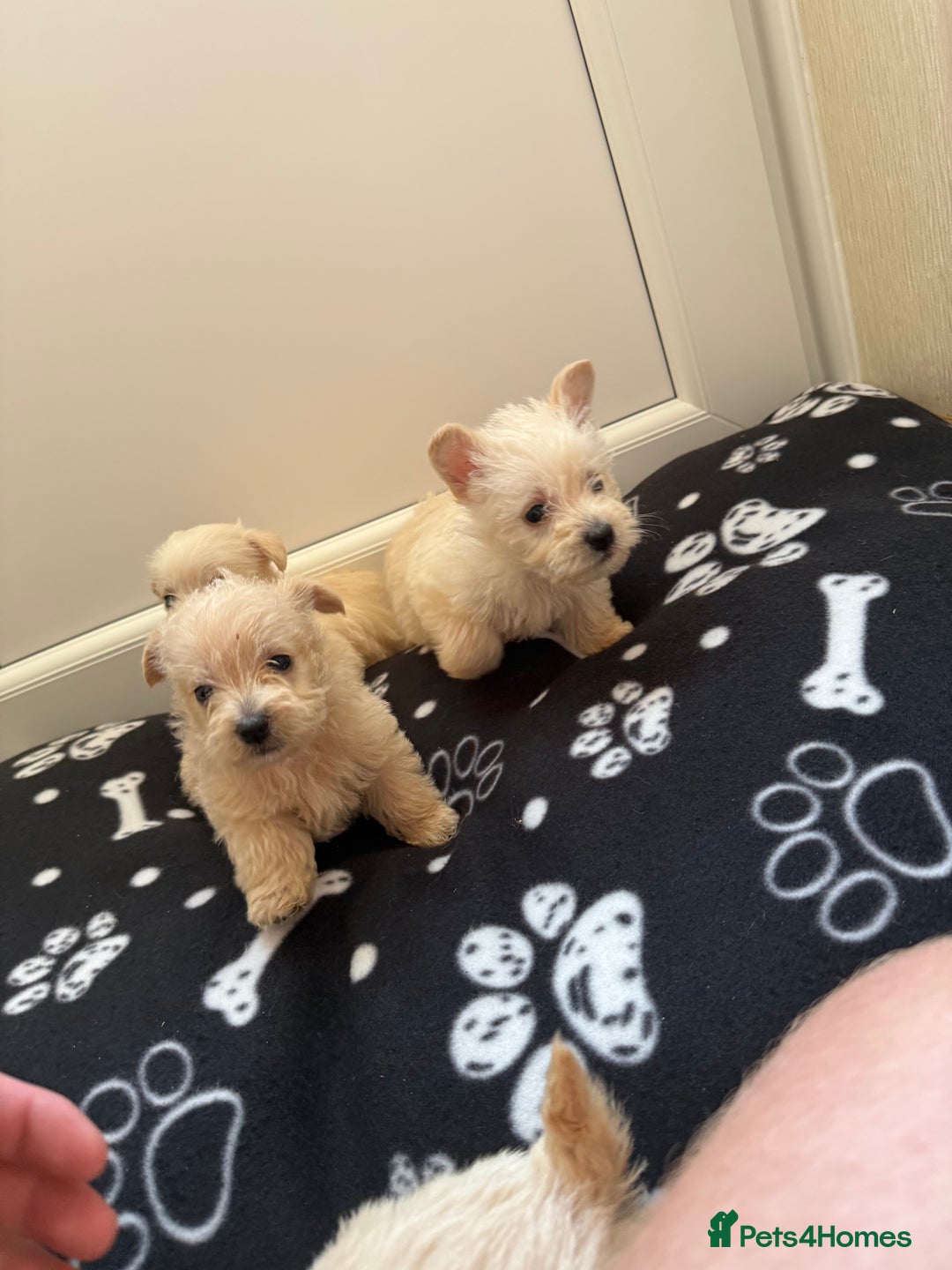 West Highland Terrier dogs for sale: DNA health tested Westie-poos  - Image 12