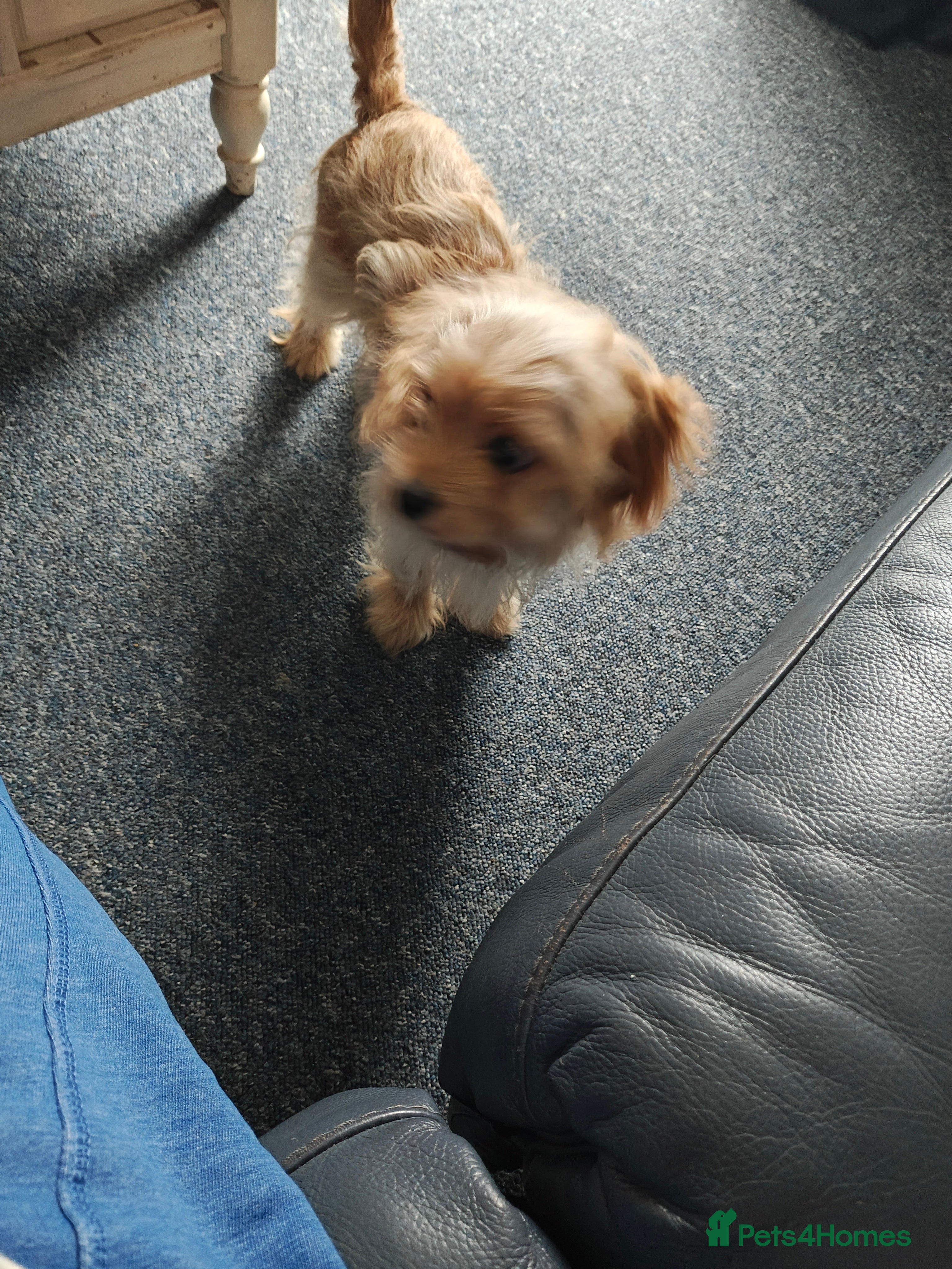 Cavapoo dogs My owners and me are so sad to do this - Advert 1