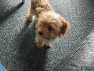 Cavapoo dogs My owners and me are so sad to do this - Advert 1