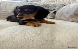 Miniature Dachshund dogs for sale: Minature dachshund  - Image 11