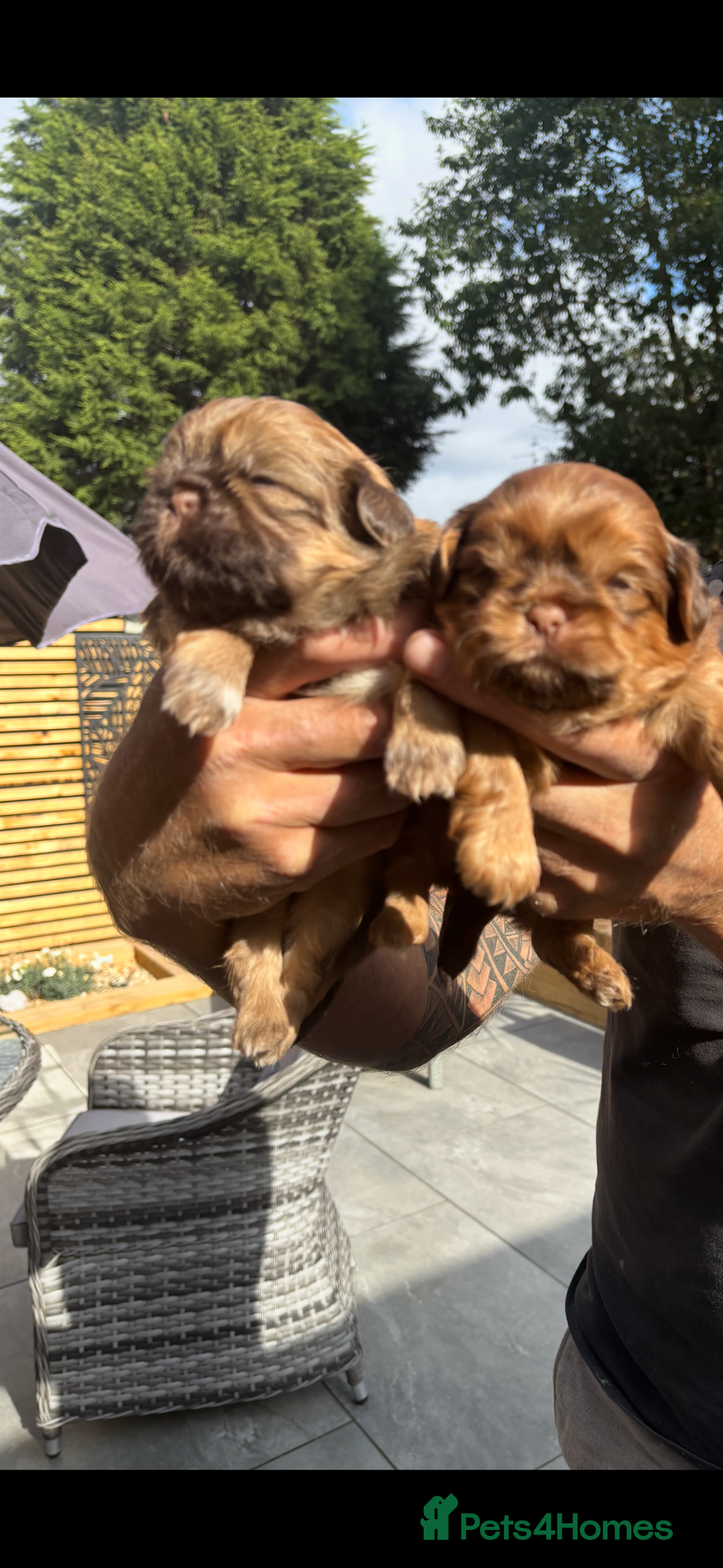 Shih Tzu dogs for sale: Imperial shih tzu puppies - Image 24