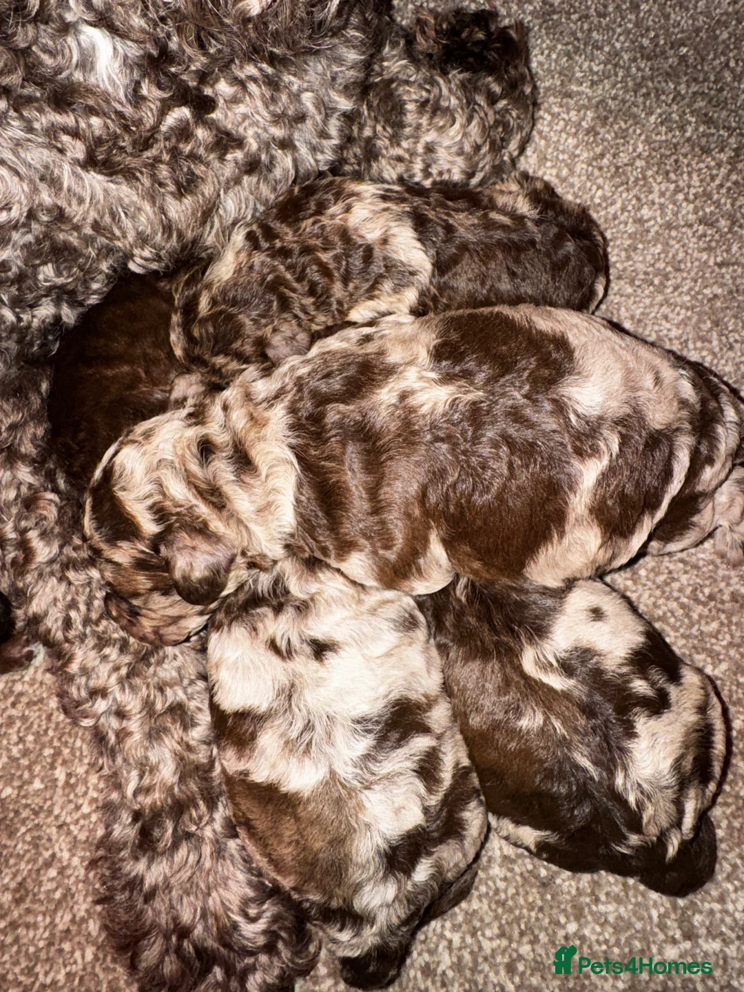Cockapoo dogs for sale: Stunning F1bb toy cockerpoo puppies - Advert 11