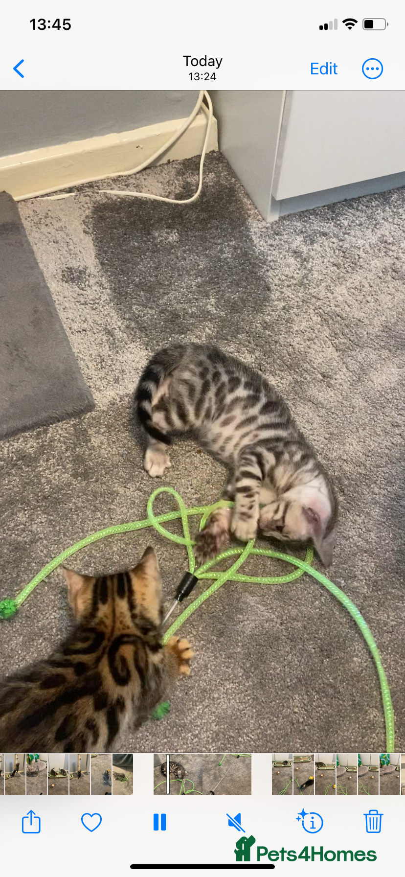 Bengal cats for sale: GCCF Registered Pedigree Kittens  - Advert 11
