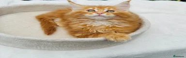 Maine Coon Kitten 1