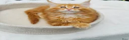 Maine Coon cats for sale: Pure breed Maine coon kittens  - Advert 29