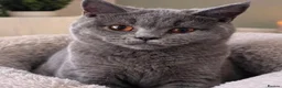 British Shorthair cats for sale: 💙 GCCF Registered Blue British Shorthair Boy 💙 in Burnley - Advert 9