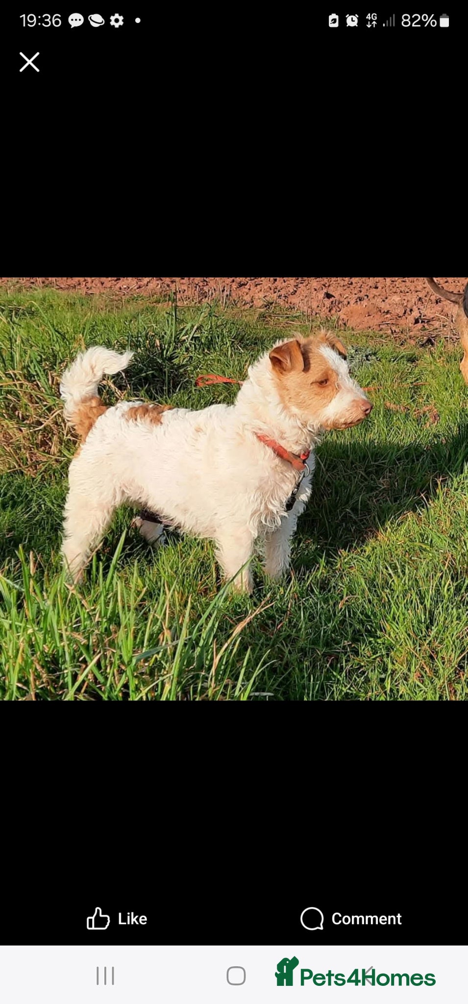 Jack Russell dogs Jack Russell Looking for a Special Home - Advert 1