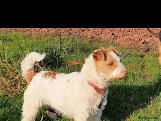 Jack Russell dogs Jack Russell Looking for a Special Home - Advert 1