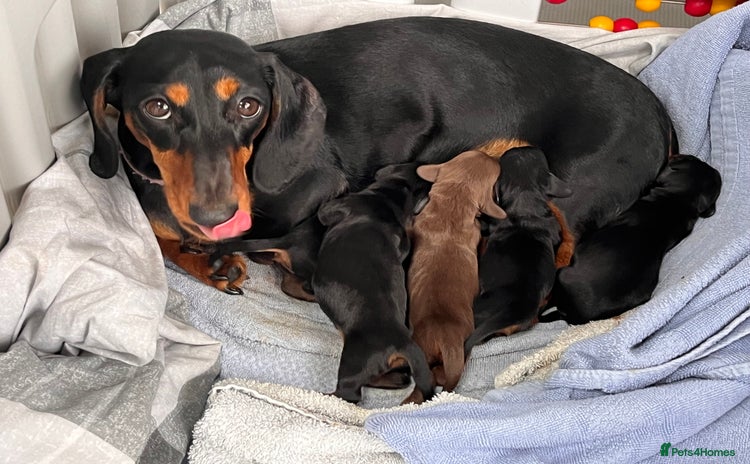 Miniature Dachshund dogs - Advert 5