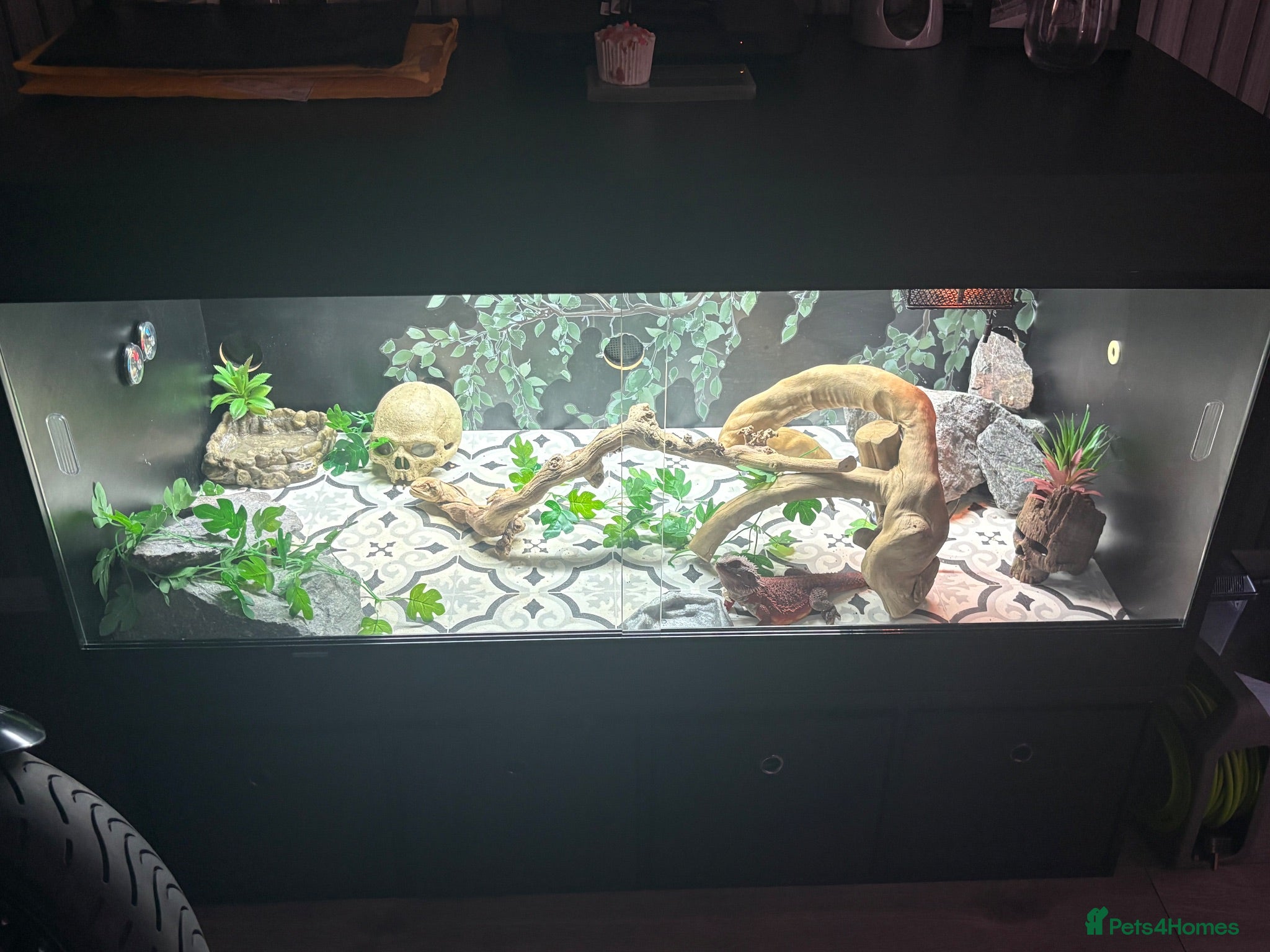 Bearded Dragon reptiles Red monster bearded dragon and full set up  - Advert 2