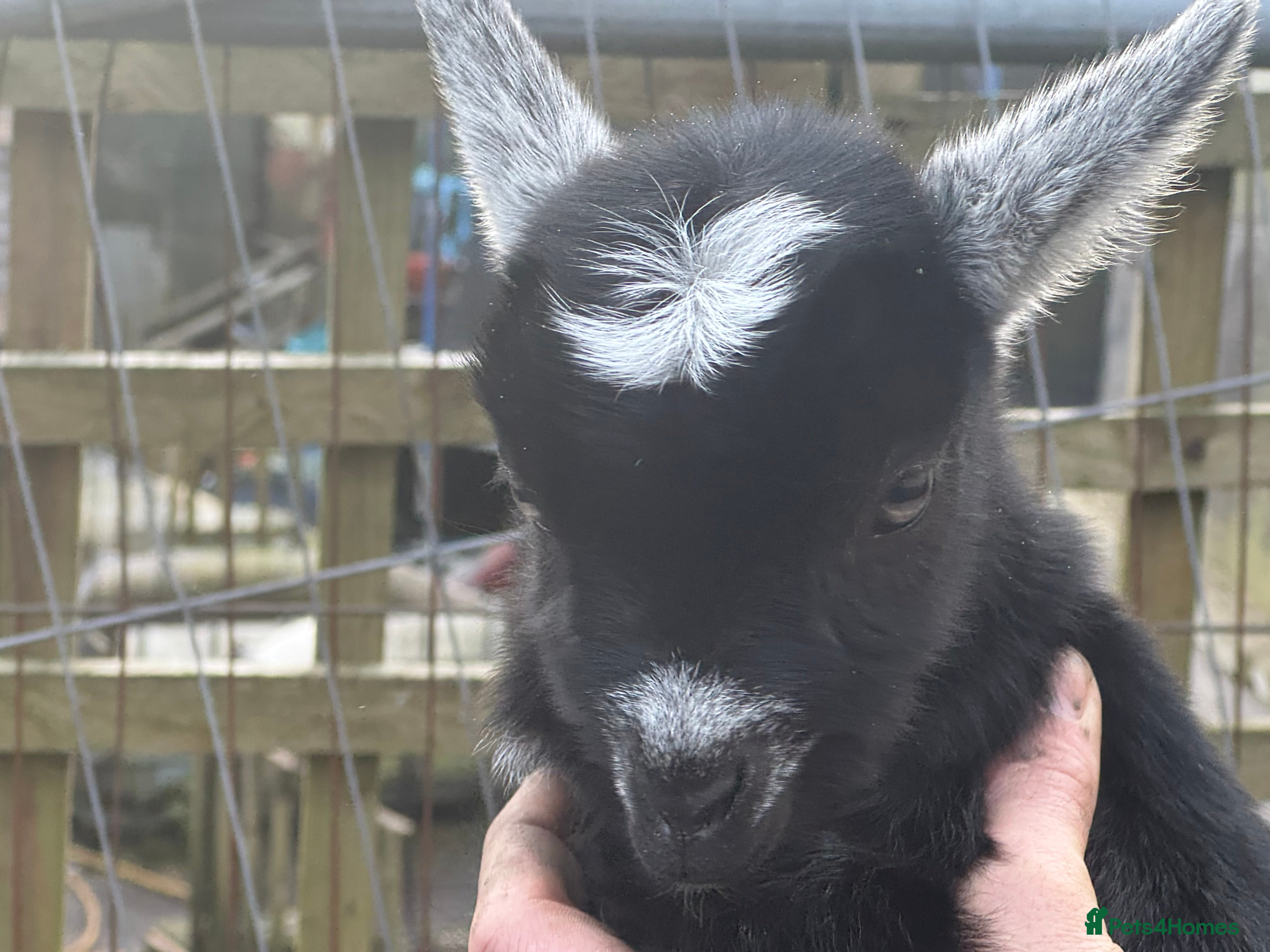 Goats livestock Pygmy goat wethering - Advert 2