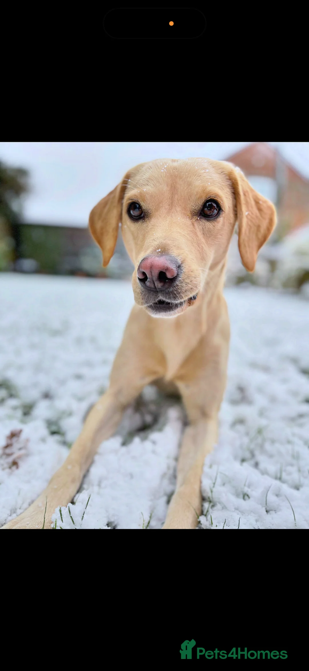 Labrador Retriever dogs for sale: Labrador Retriever Puppies 🐶  - Advert 3