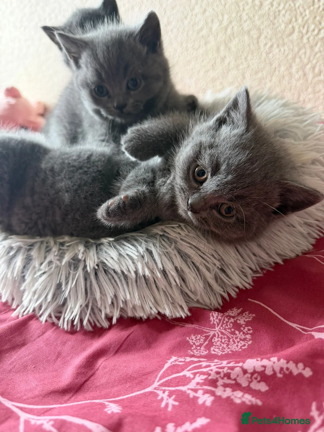British Shorthair cats for sale: Male British short hair  - Advert 2