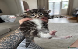 Mixed Breed cats for sale: Tabby and white kittens  - Image 1