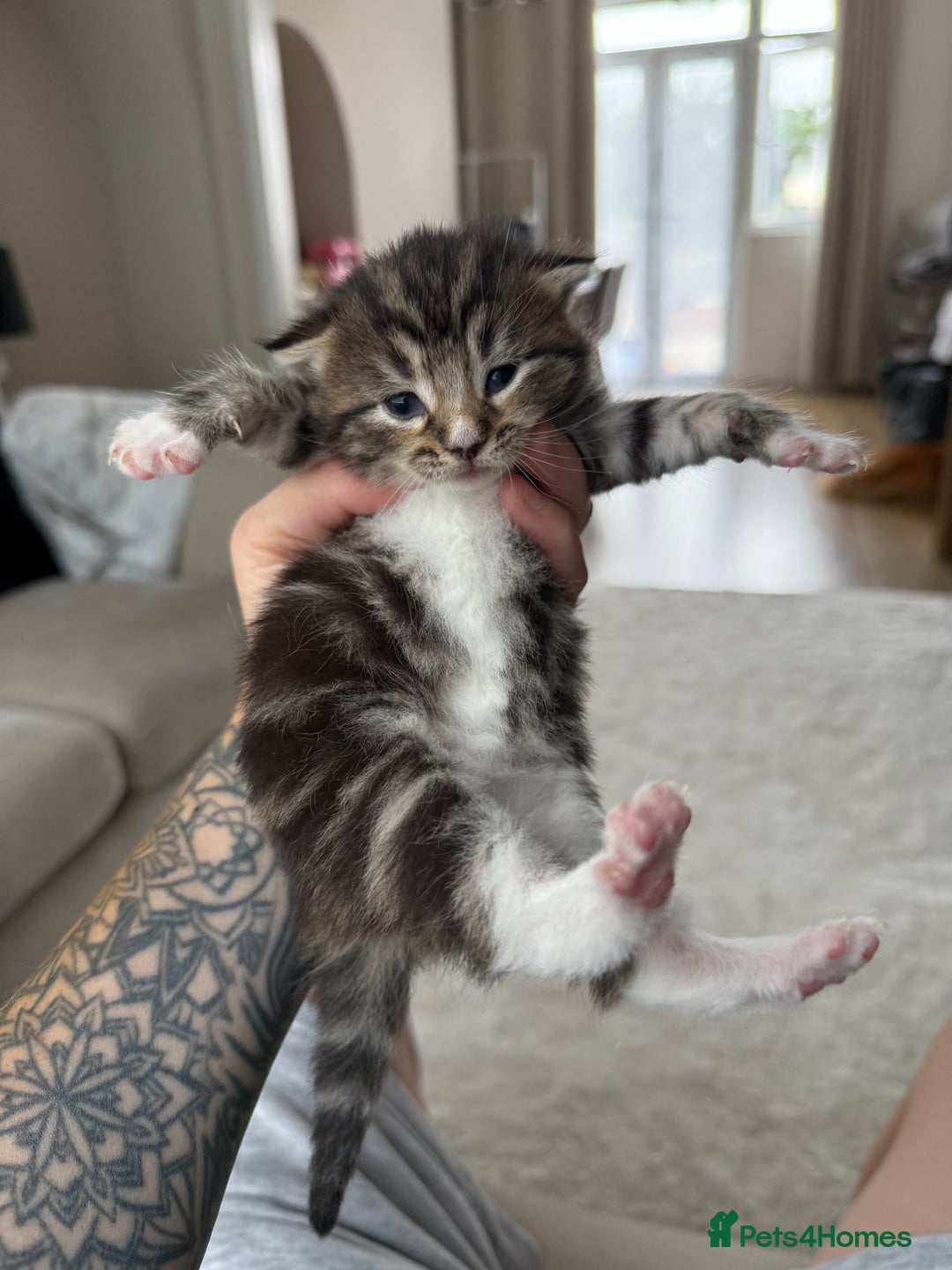 Mixed Breed cats for sale: Tabby and white kittens  - Image 1