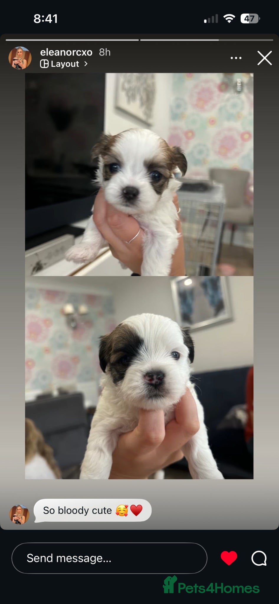 Malshi dogs Beautiful Malshi pups for sale - Advert 1