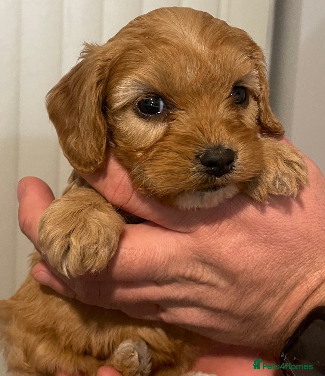 Cavapoo dogs for sale: STUNNING HEALTH CLEAR CAVAPOO PUPPIES  - Advert 18