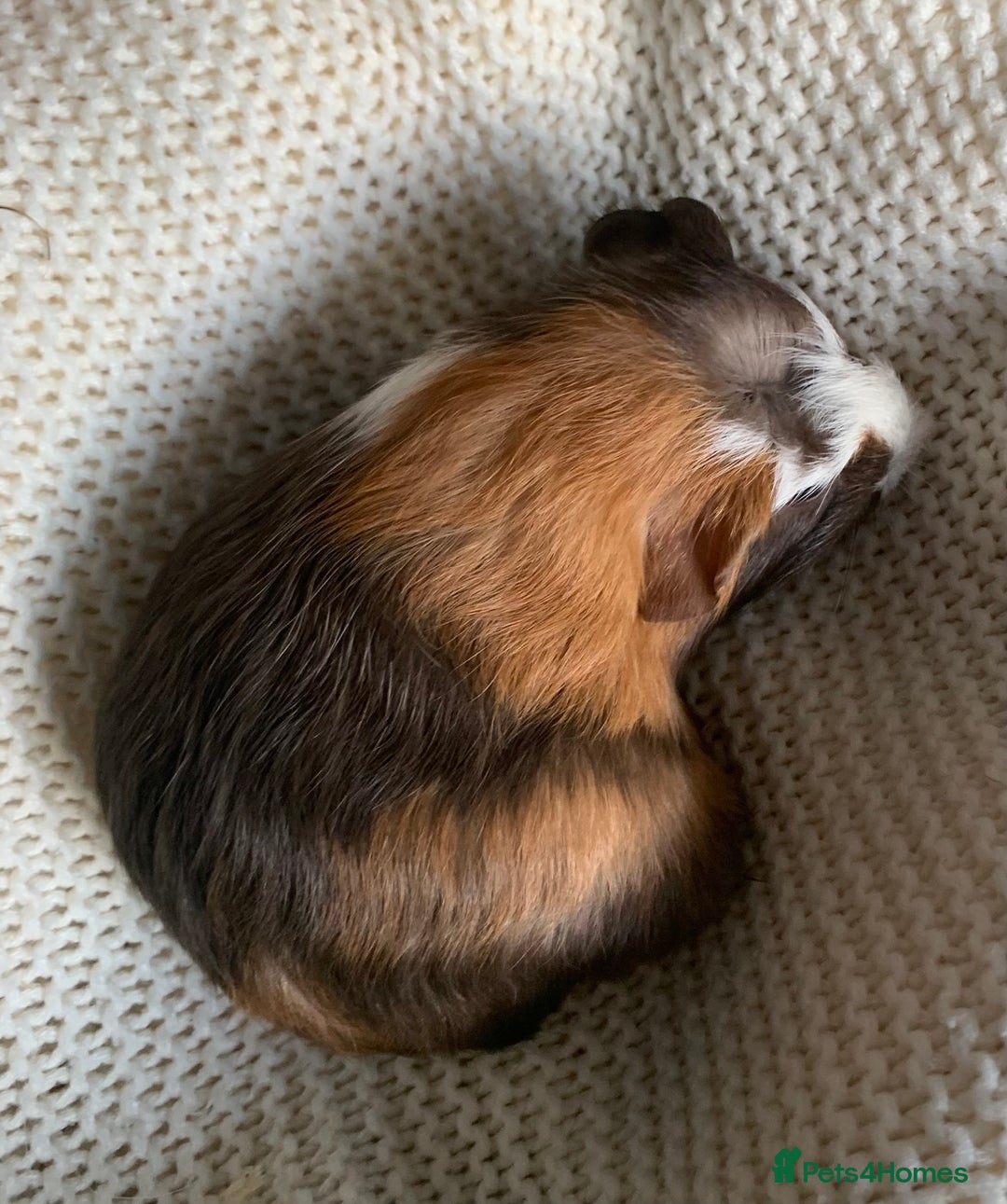 Guinea Pig rodents for sale:  VERY tame, healthy, GORGEOUS baby boy Guinea pigs - Advert 23