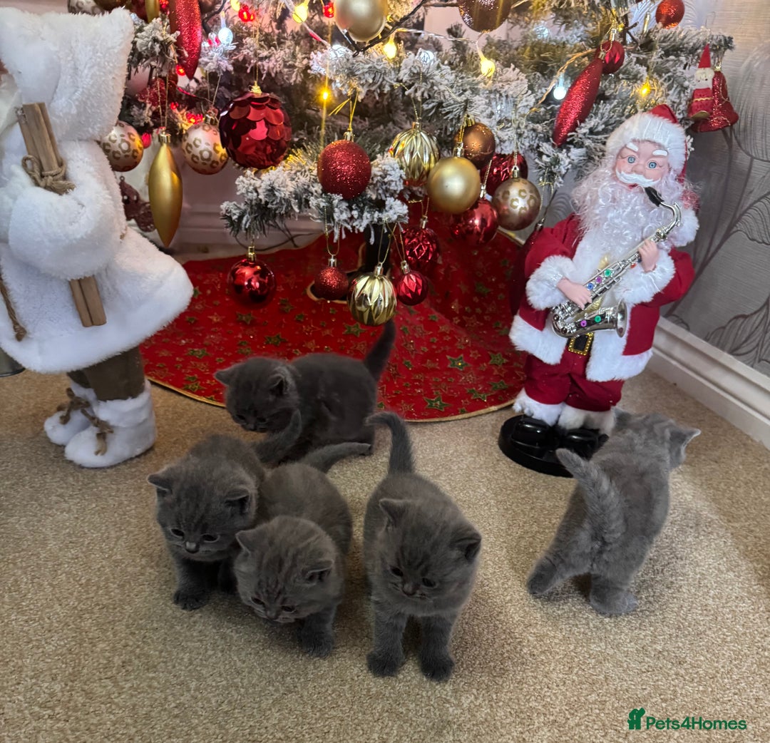 British Shorthair cats for sale: Blue British shorthair  - Advert 9