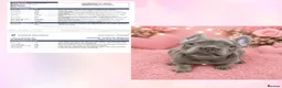French Bulldog dogs for sale: KC registered French Bulldog puppies - Advert 12