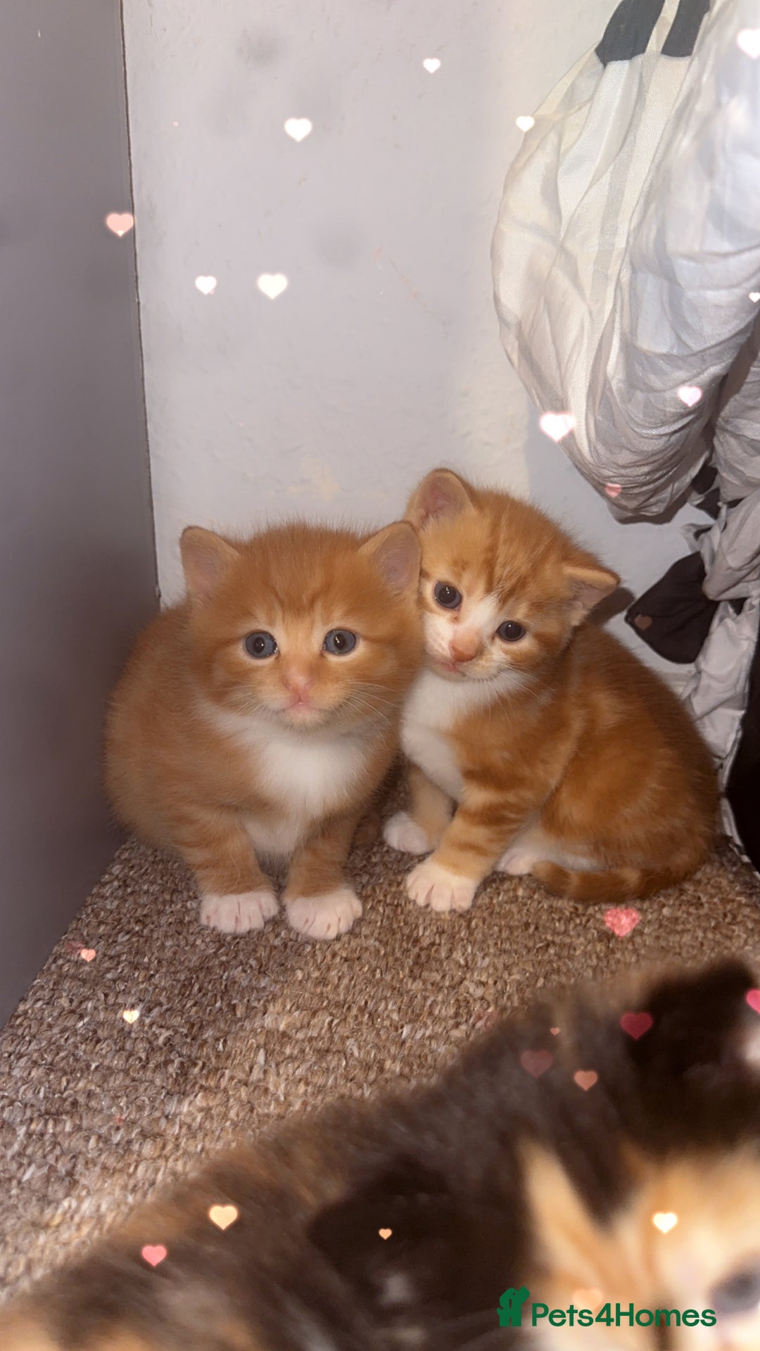 Domestic Shorthair cats for sale: 3 Beautiful kittens - Advert 9