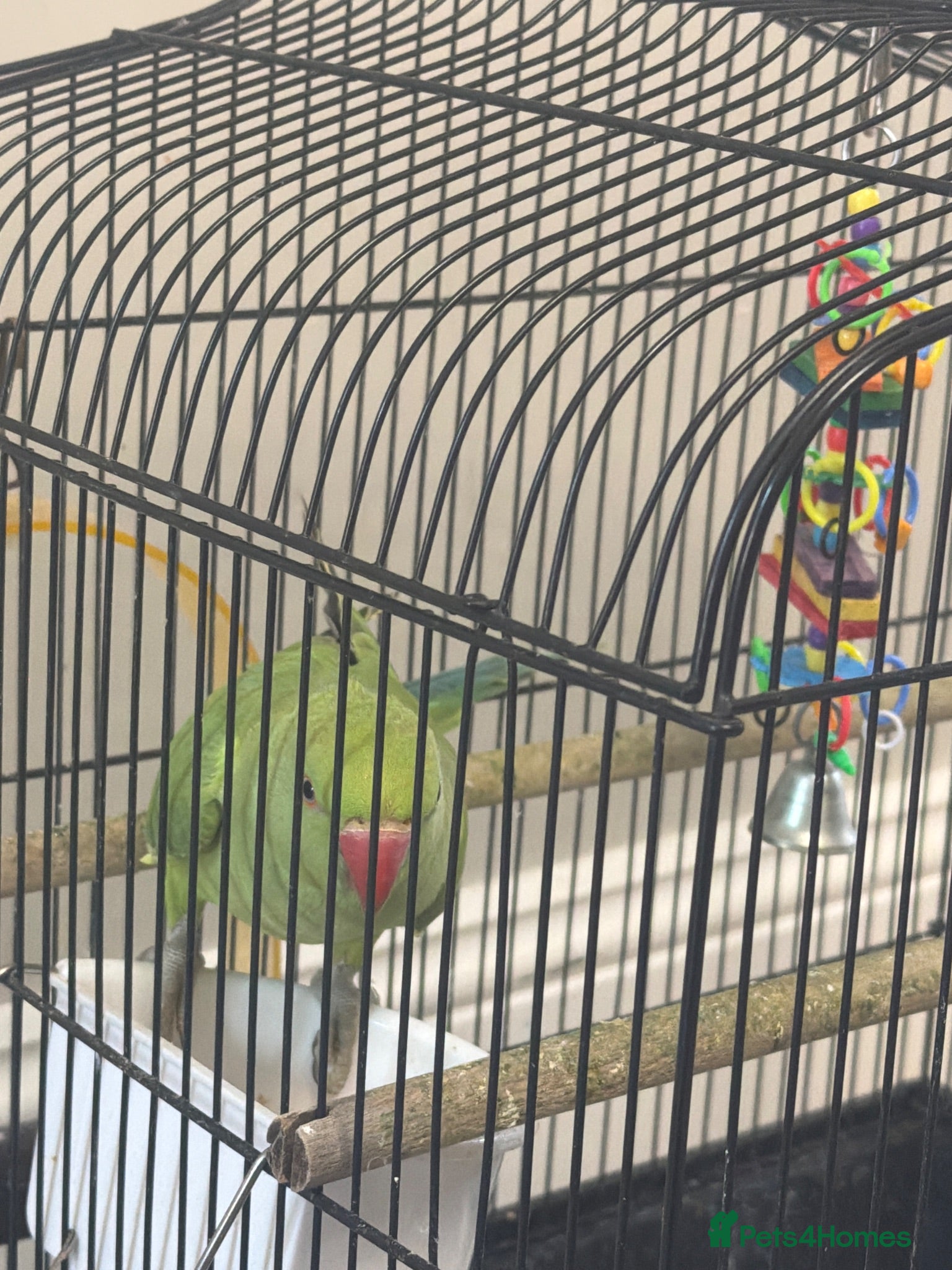 Ringnecks birds Indian ringneck  - Advert 1