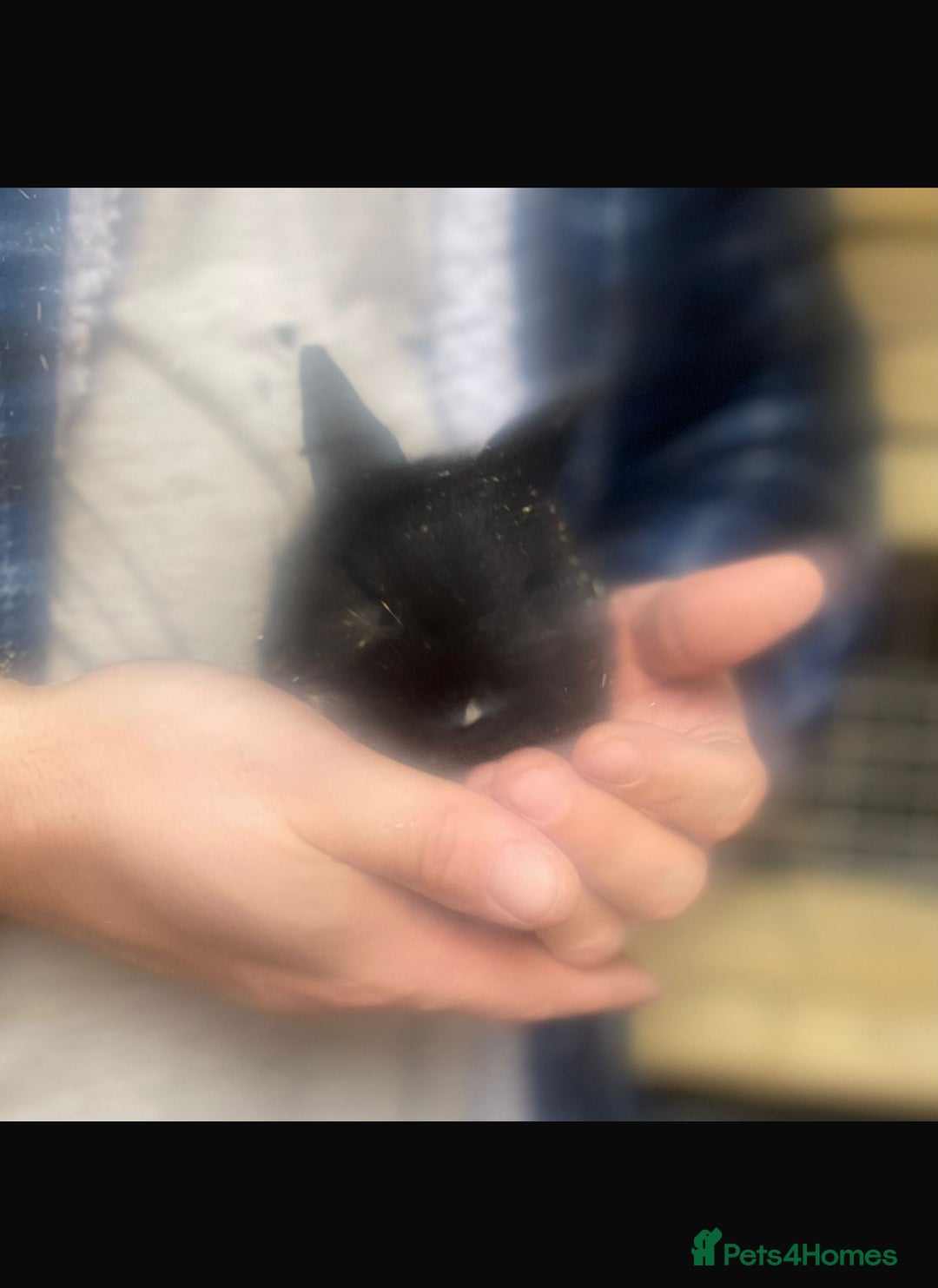 Lionhead rabbits for sale: Baby Lionhead bunnies  - Advert 11