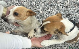 Jack Russell dogs for sale: Georgous 5 month old male jack russel - Image 2