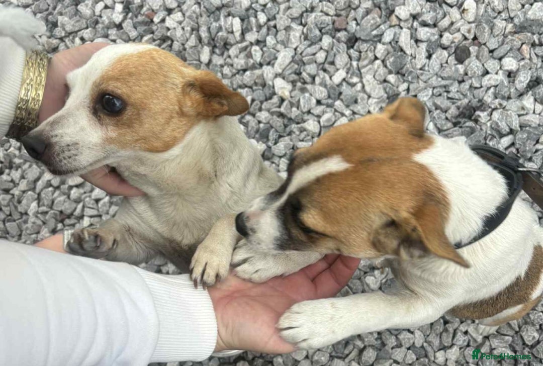 Jack Russell dogs for sale: Georgous 5 month old male jack russel - Image 2