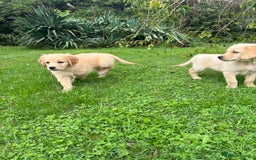 Golden Retriever dogs for sale: Kc registered Golden Retriever puppies available  - Image 23