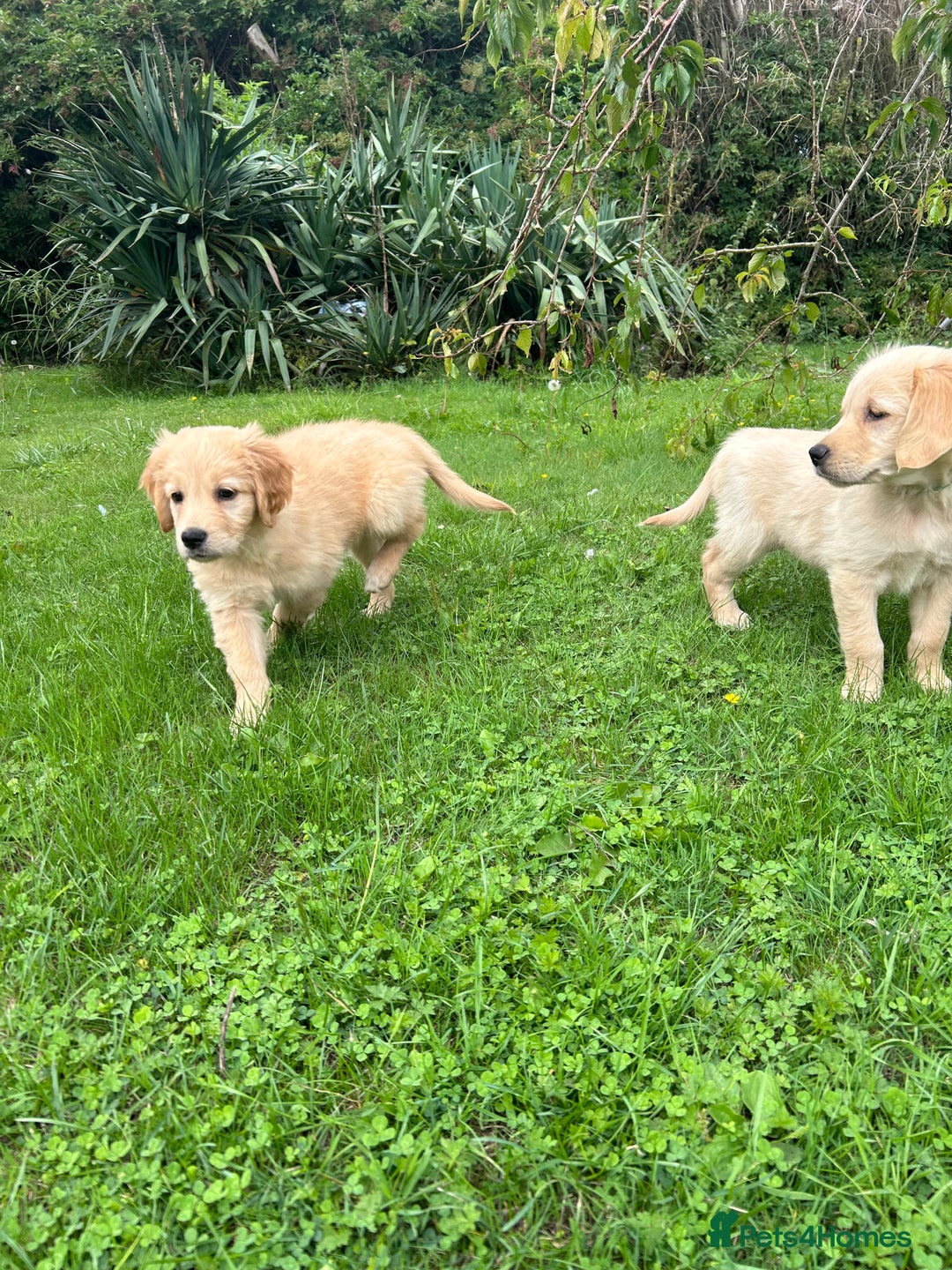 Golden Retriever dogs for sale: Kc registered Golden Retriever puppies available  - Image 23