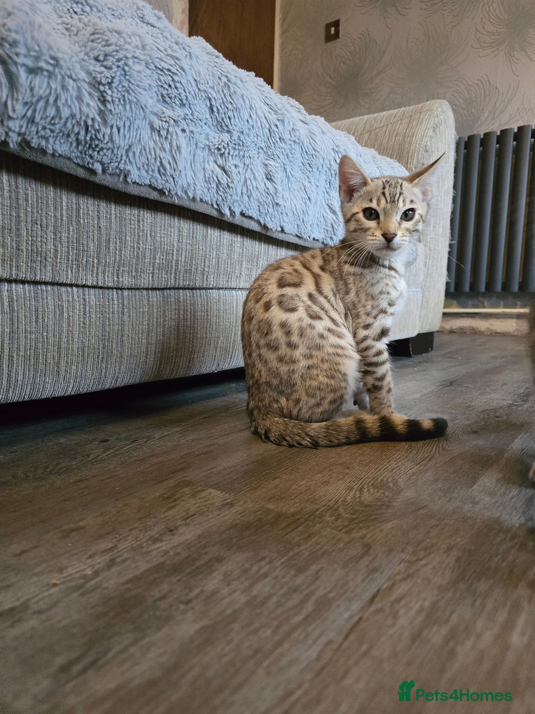 Bengal cats for sale: Championship Bengal Kittens  - Advert 7