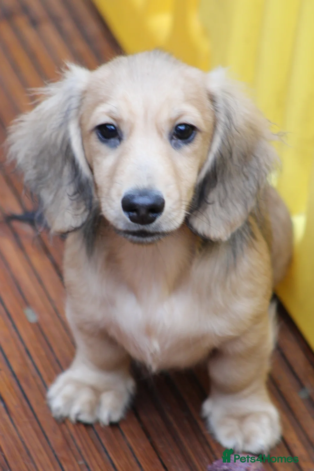 Miniature Dachshund dogs for sale: Cream  Long Hair  - Advert 8