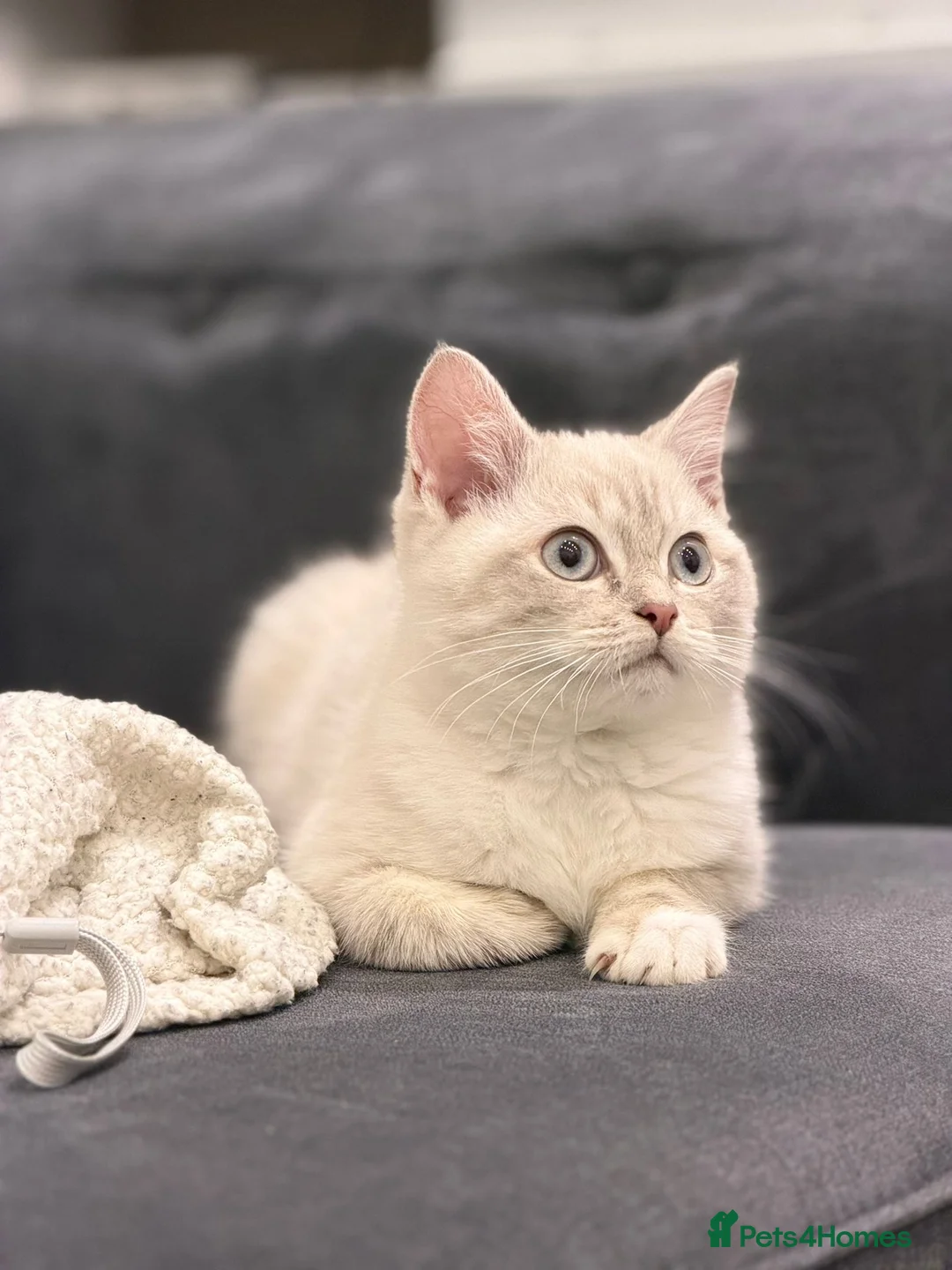 Mixed Breed cats for sale: BRITISH SHORT HAIR X RAG DOLL in Birmingham - Advert 3