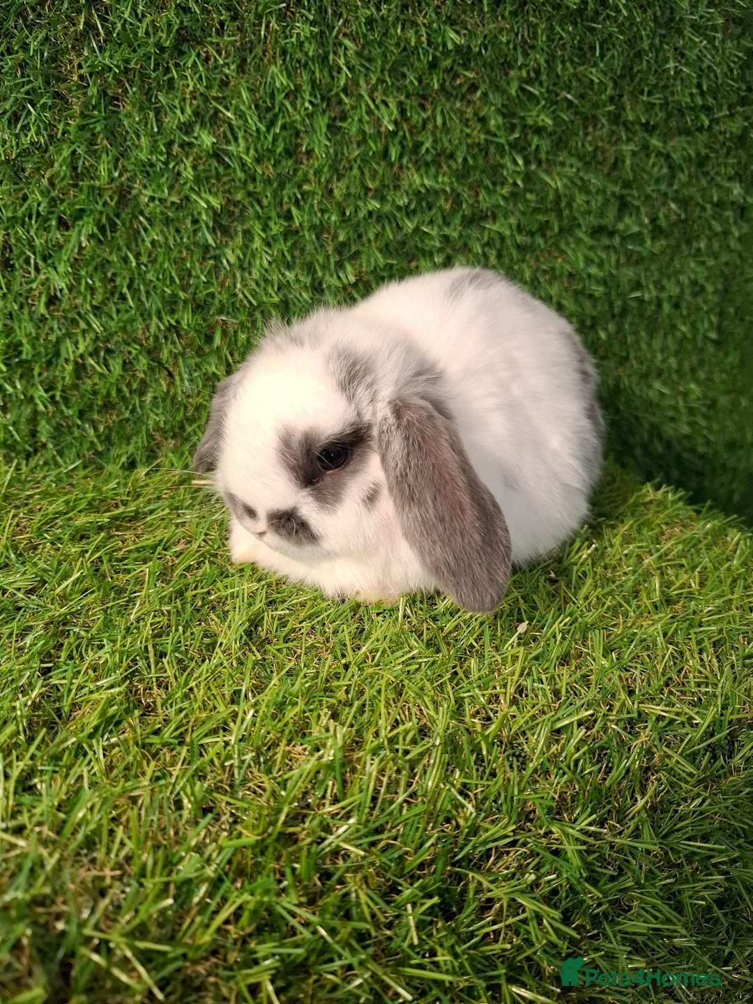 Mini Lop rabbits for sale: MINI LOP GIRLS - Advert 2