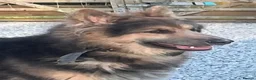 German Shepherd dogs for stud: Blue and tan German shepherd for stud  - Advert 1