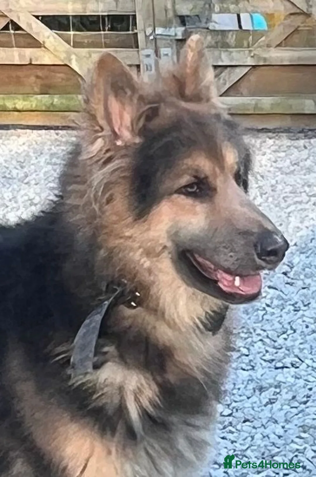 German Shepherd dogs for stud: Blue and tan German shepherd for stud  - Advert 1