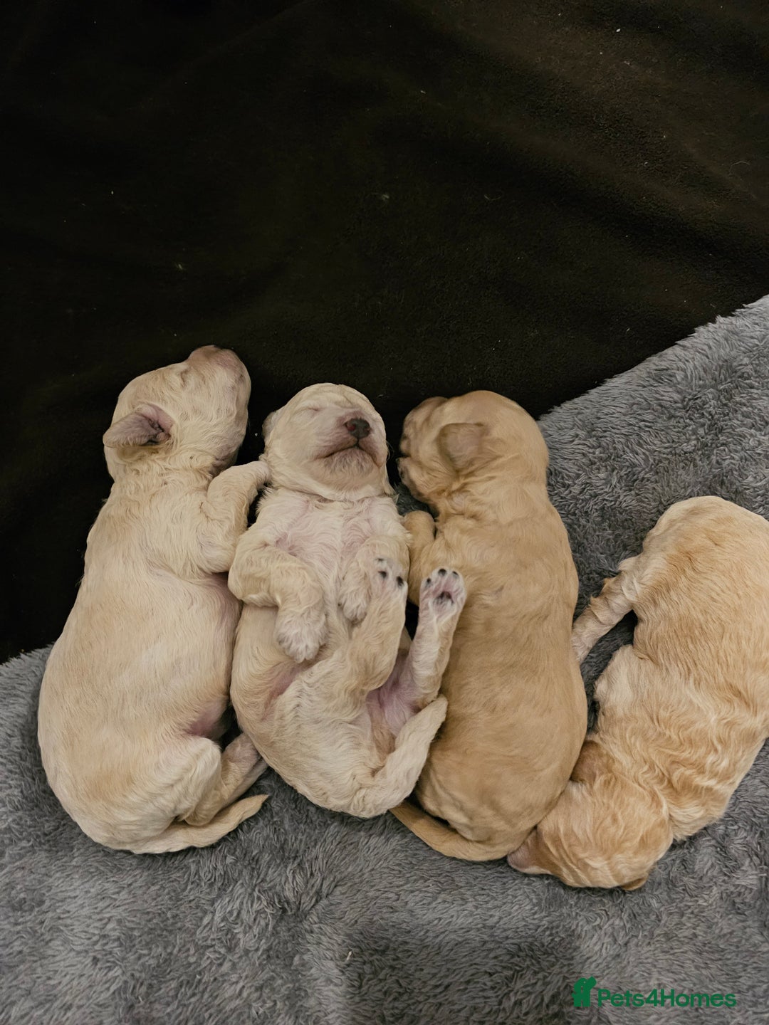 Toy Poodle dogs for sale: Beautiful toy/miniature poodle puppies. - Advert 6