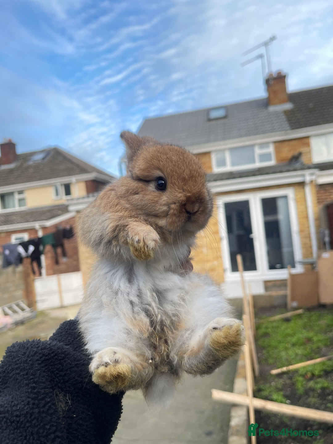 Mixed Breed rabbits for sale: Mini lip/ Netherland dwarf babies - Advert 3