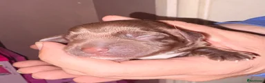 Cocker Spaniel 1
