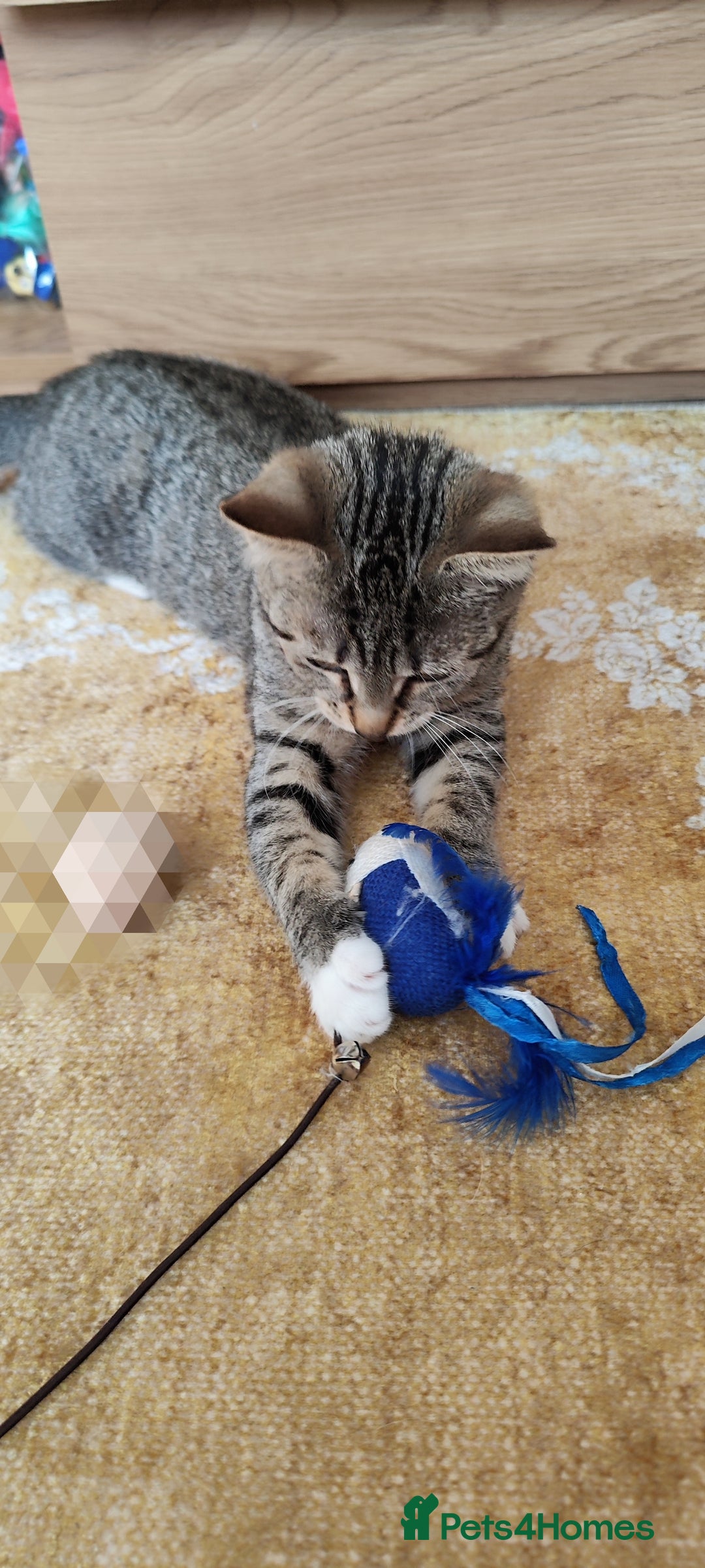 Mixed Breed cats for sale: Kittens 1 male 1 female (vaccinated) - Advert 2