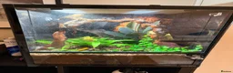 Gecko reptiles for sale: 9 Month Old CrestedGecko With Full Bioactive Setup in Todmorden - Advert 2